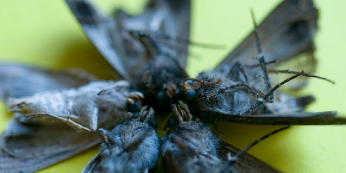 Metandienone Wikipedia